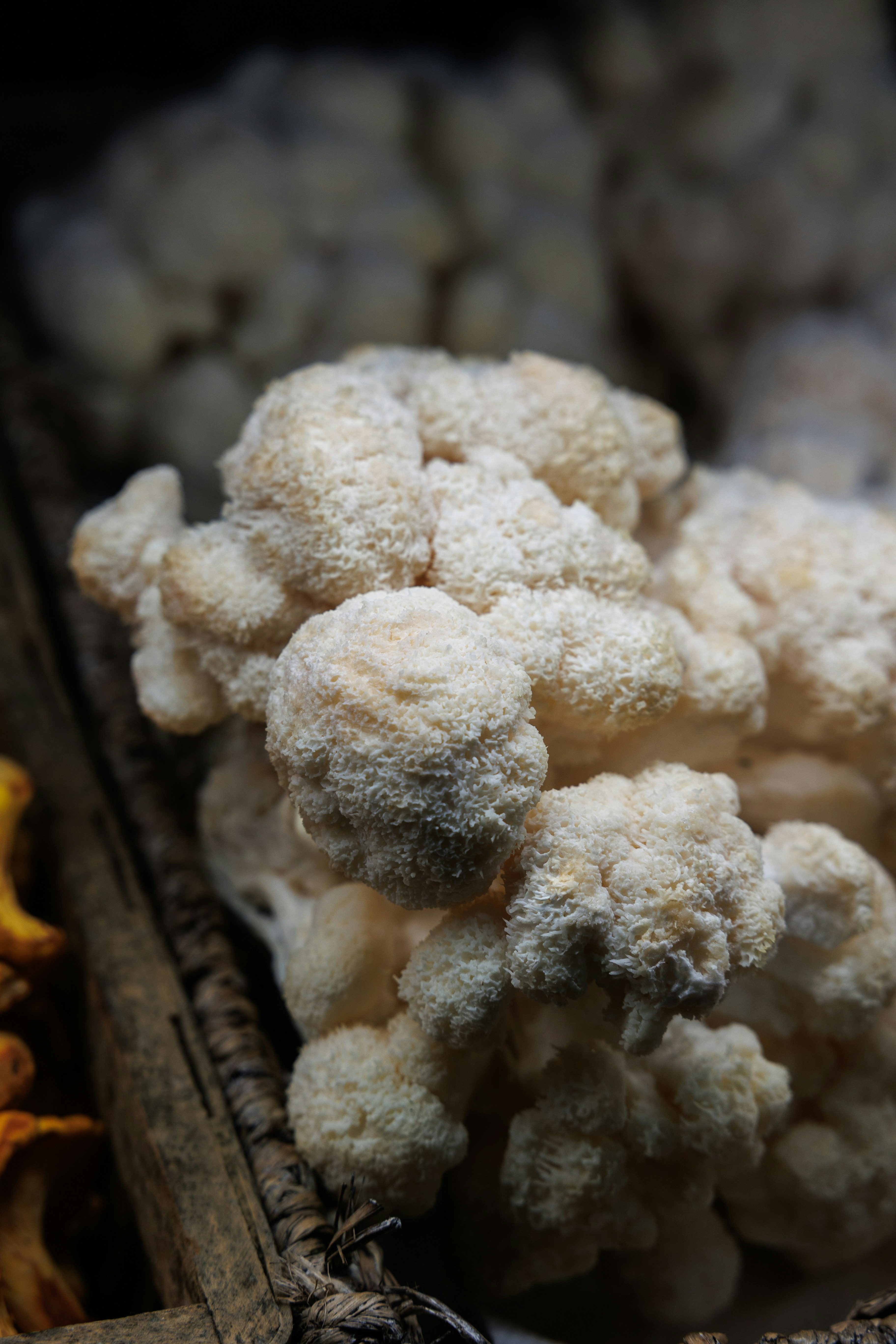 A lion's mane mushroom with long white spines