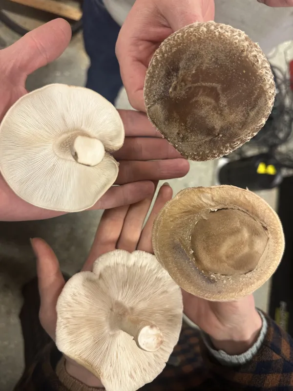 Shiitake mushrooms from the MufuTech farm